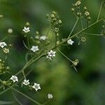 Thesium linophyllon Fleur