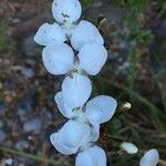 Libertia chilensis Blomst