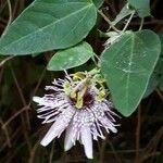 Passiflora actinia Habit