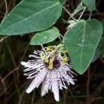 Passiflora actinia موطن