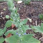 Scutellaria ovata Flower