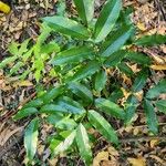 Castanospermum australe Лист