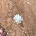 Cephalaria leucanthaFlower