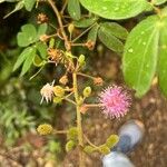 Mimosa albida പുഷ്പം