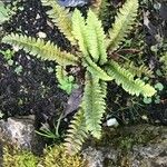 Polystichum lonchitis Foglia