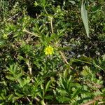 Potentilla supina 花