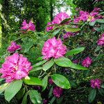 Rhododendron ferrugineum Blüte