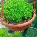 Sedum japonicum Hoja