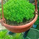 Sedum japonicum Lapas