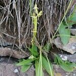 Habenaria tridactylites Квітка