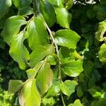 Parrotia subaequalis Hoja