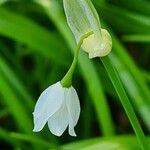 Allium paradoxum Kvet