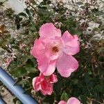 Rosa × damascena ᱵᱟᱦᱟ