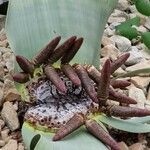 Welwitschia mirabilis Owoc