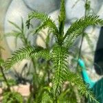 Achillea nobilisLeaf