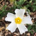 Cistus salviifolius Kwiat
