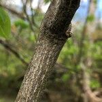 Staphylea trifolia Bark