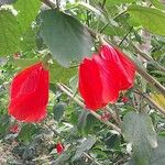 Malvaviscus arboreus Flower