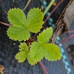 Fragaria vesca 葉