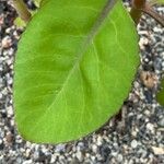 Kalanchoe welwitschii Leaf