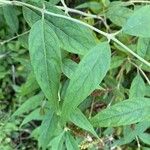 Buddleja asiaticaLeaf