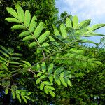 Sorbus aucuparia Blad