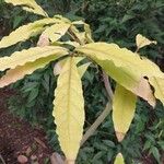 Brunfelsia uniflora Leht