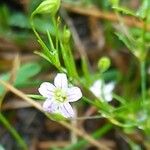 Gypsophila muralis Fula