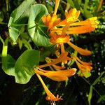 Lonicera sempervirens Flor