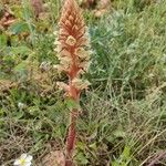 Orobanche amethystea Floare