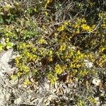 Cytisus decumbens Hábito