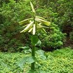 Cardiocrinum giganteum 花