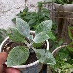 Kalanchoe gastonis-bonnieri Ліст