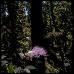 Trachelium caeruleum Kvet