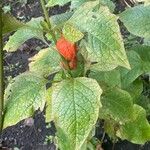 Physalis alkekengi Blad