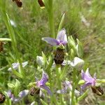 Ophrys scolopax Azala