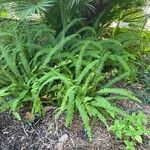 Nephrolepis cordifolia Blatt