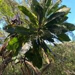 Ficus pseudopalma 葉