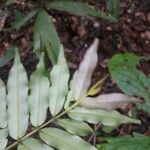 Ruizterania albiflora Frunză
