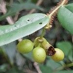 Monanthotaxis valida Fruto
