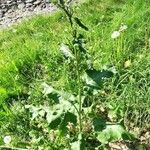 Rumex confertus Hábito