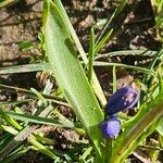 Scilla siberica Blad