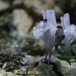Linaria verticillata Fleur