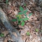 Clitoria mariana Blad