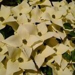 Cornus kousaFlower