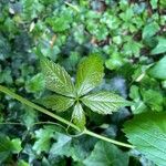 Parthenocissus quinquefoliaFeuille