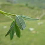 Trifolium alpinum Fuelha