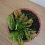 Dionaea muscipula 葉