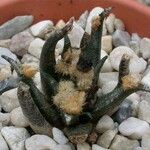 Ariocarpus agavioides Vivejo