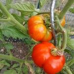 Solanum lycopersicum Fruit